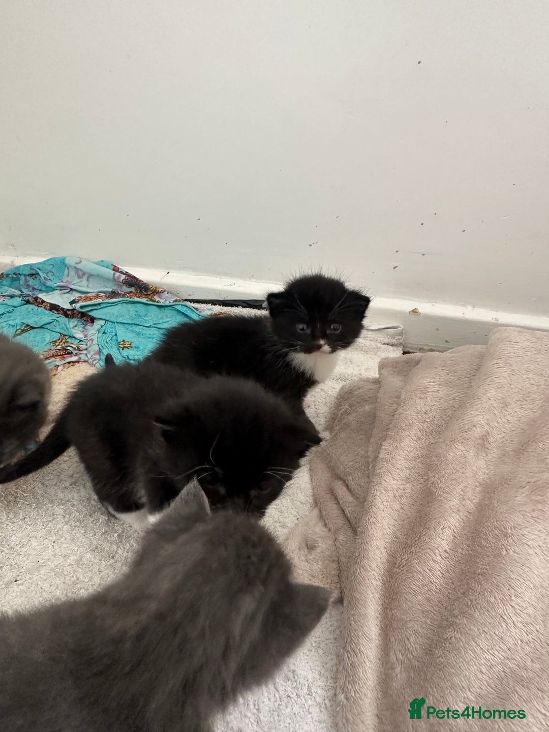 British Shorthair cats for sale: British short hair cross kittens - Image 11