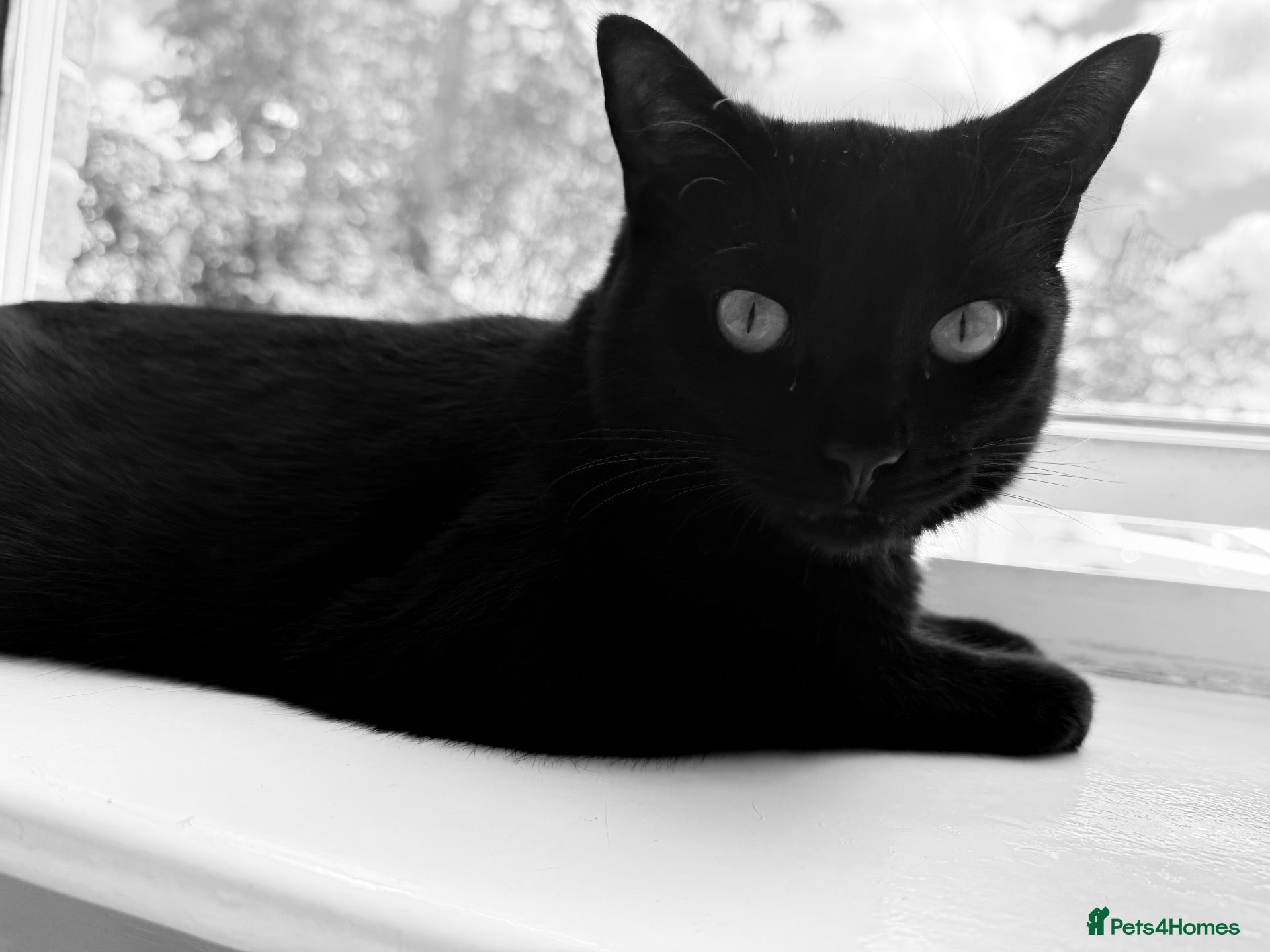Mixed Breed cats OSKAR black two year old male  - Advert 2