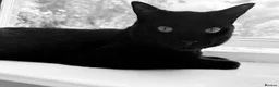 Mixed Breed cats for sale: OSKAR black two year old male  - Advert 1