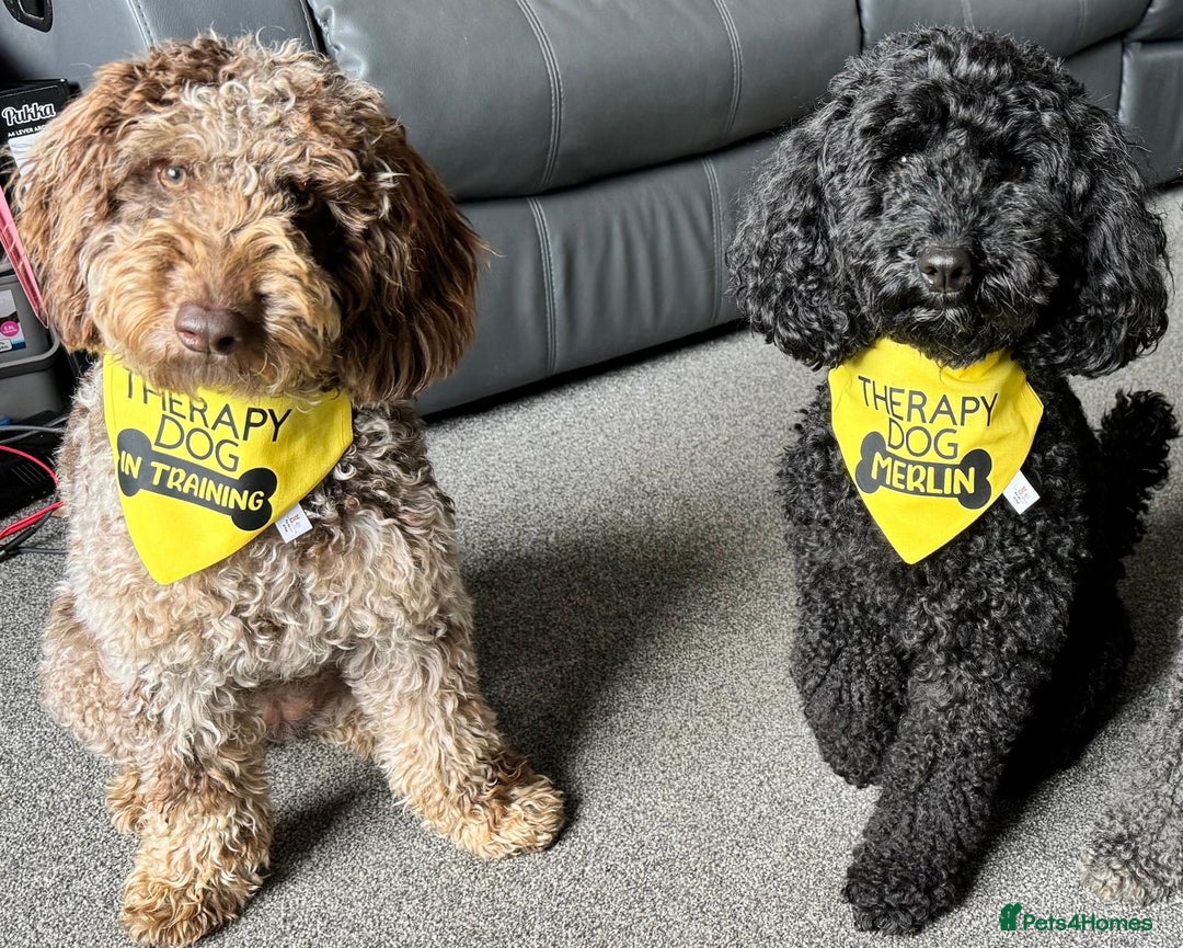 Miniature Poodle dogs for sale: Striking merle and black Miniature Poodle Puppies - Advert 3