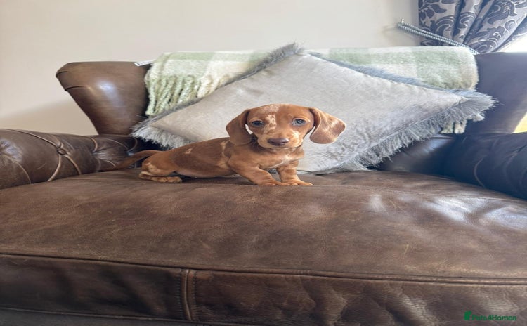 Miniature Dachshund dogs - Advert 4