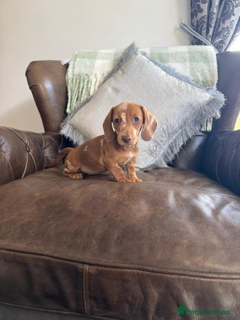 Miniature Dachshund dogs - Advert 9