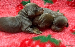 Cocker Spaniel dogs for sale: Stunning KC Working Cocker Spaniel Pups - Image 13