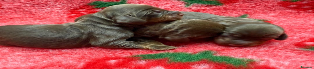 Cocker Spaniel Puppy 1