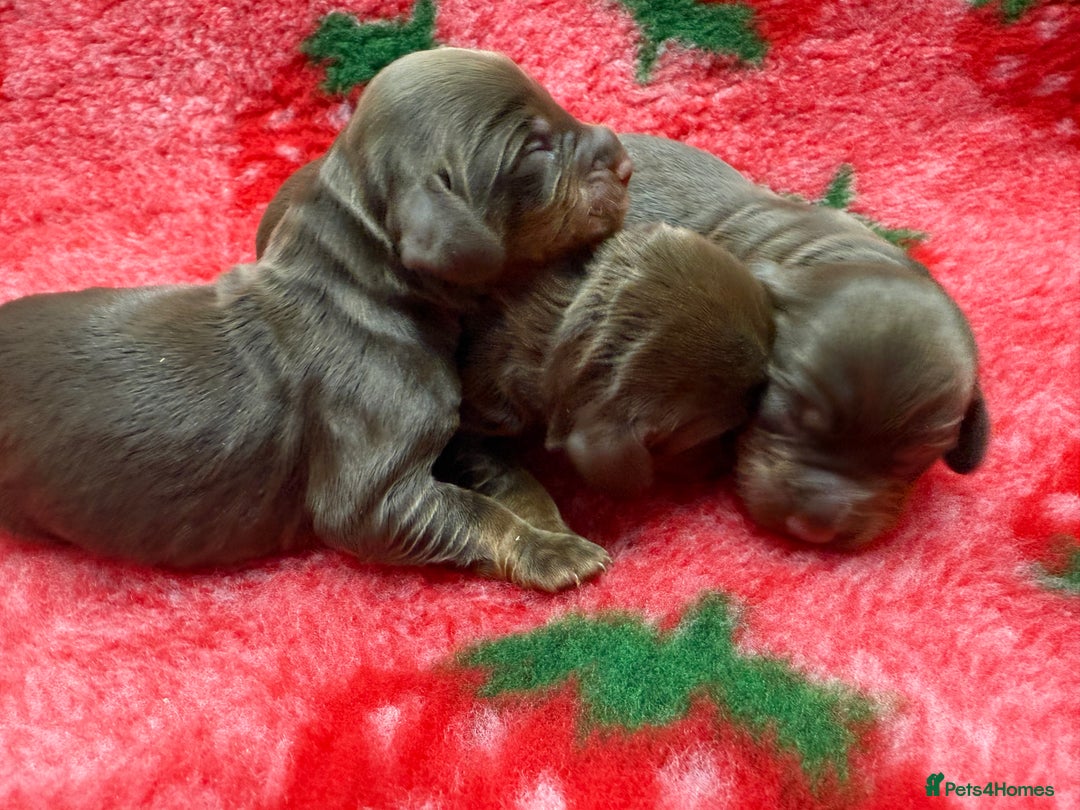 Cocker Spaniel dogs for sale: Stunning KC Working Cocker Spaniel Pups - Image 13