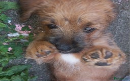 Mixed Breed dogs for sale: REDUCED ✨️Beautiful CockapooX READY TO GO NOW✨️ - Image 17