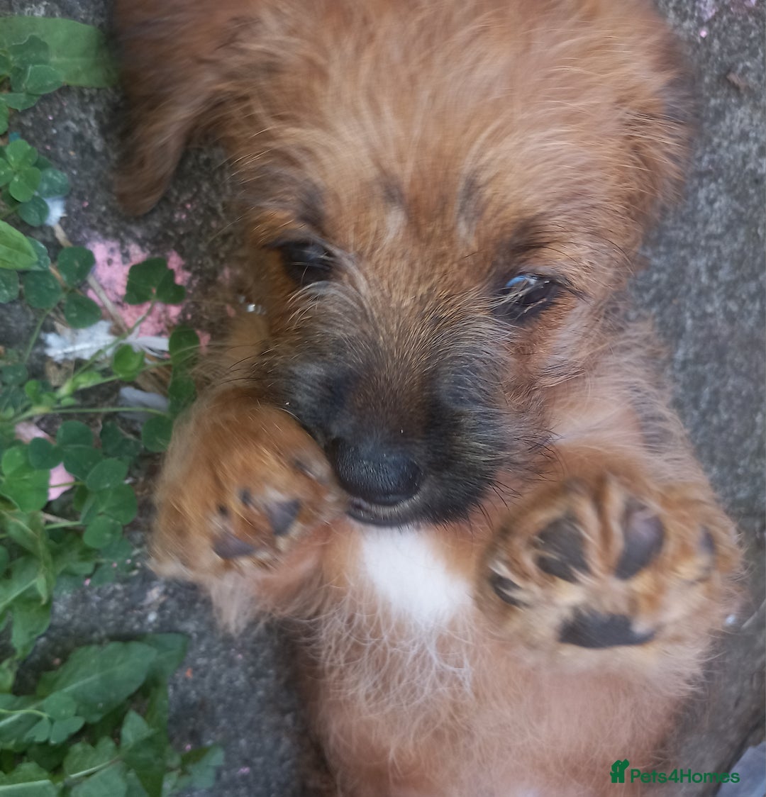 Mixed Breed dogs for sale: REDUCED ✨️Beautiful CockapooX READY TO GO NOW✨️ - Image 17