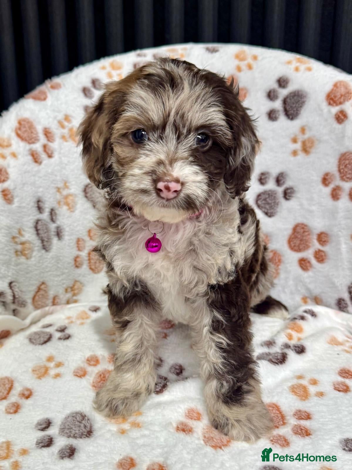 Cockapoo dogs Chocolate Phantom Cockapoo Puppies - Advert 16