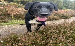 Mixed Breed dogs for adoption: Barney - Norwich norfolk  - Image 4