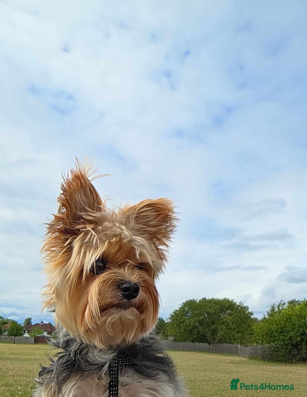 Yorkshire Terrier dogs 3kg. Boy ready for Stud. 100% Yorkshire Terrier  - Advert 4