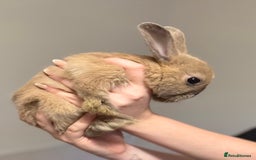 Mixed Breed rabbits for sale: Dwarf Lionhead X Polish Rabbit Kits (Indoor Mixed) - Image 6