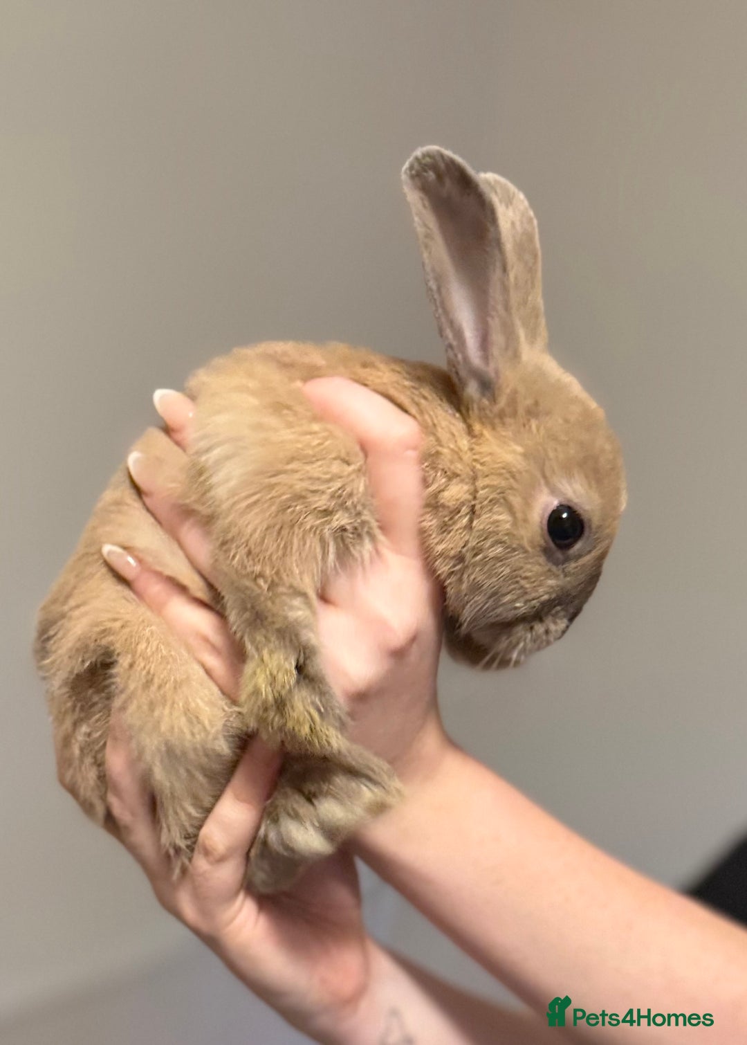 Mixed Breed rabbits for sale: Dwarf Lionhead X Polish Rabbit Kits (Indoor Mixed) - Image 6