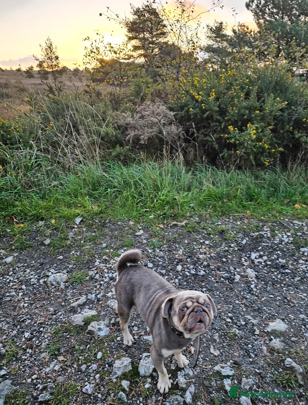 Pug dogs for sale: Pug puppies Kc registered  - Advert 15