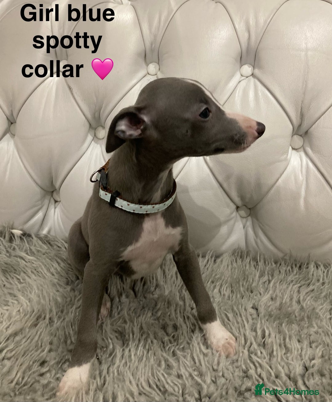 Mixed Breed dogs for sale: Italian greyhound  - Advert 10