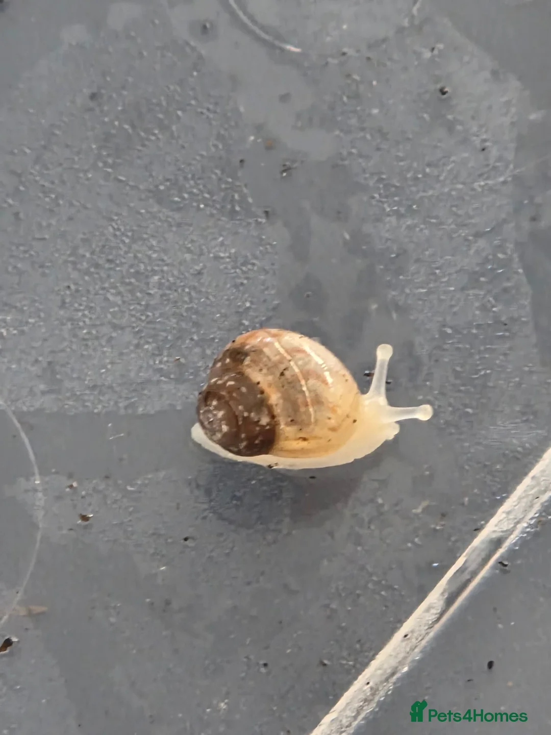 Snails invertebrates for sale: Baby Giant African Land Snails in Burnham-on-Crouch - Advert 2