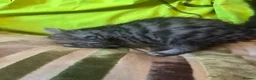 Mixed Breed cats for sale: Stunning kittens ready now (rare colours) - Advert 11