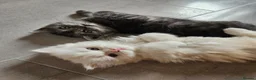 Scottish Fold cats for sale: Adorable Scottish Fold Straight Ear Tabby Kittens - Advert 30