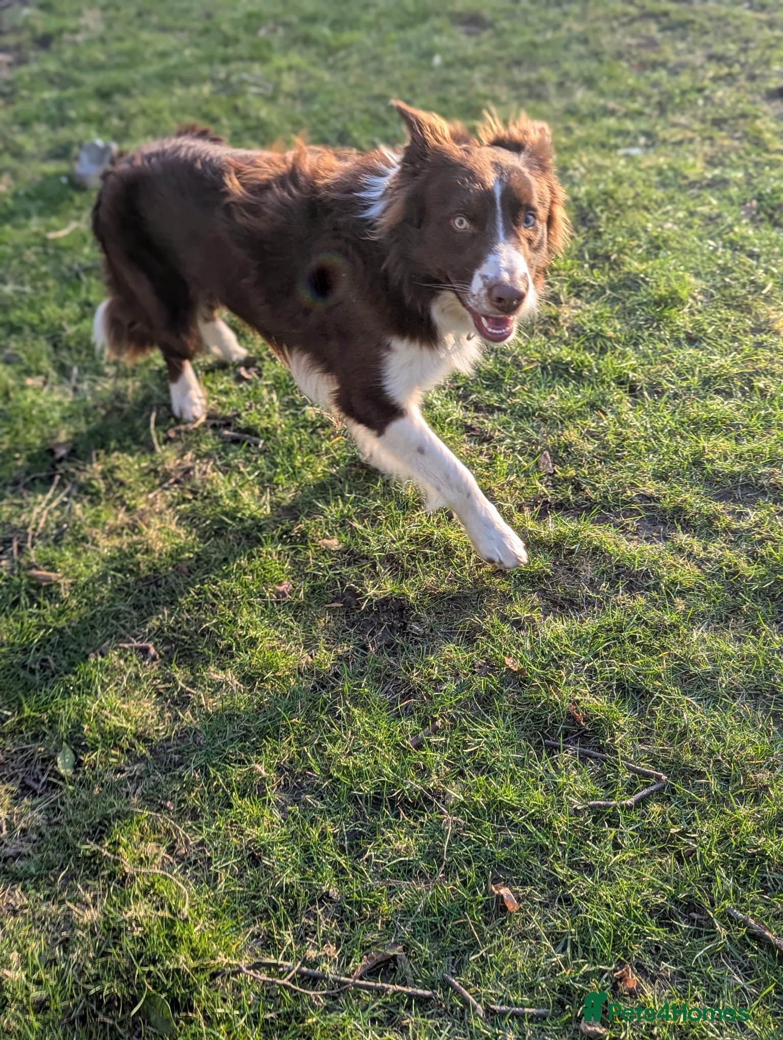 Border Collie dogs Award Winning Red and White Border Collie for stud in Ilkley - Advert 4