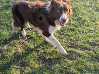 Border Collie dogs in Ilkley - Advert 16