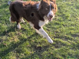 Border Collie dogs Award Winning Red and White Border Collie for stud in Ilkley - Advert 4