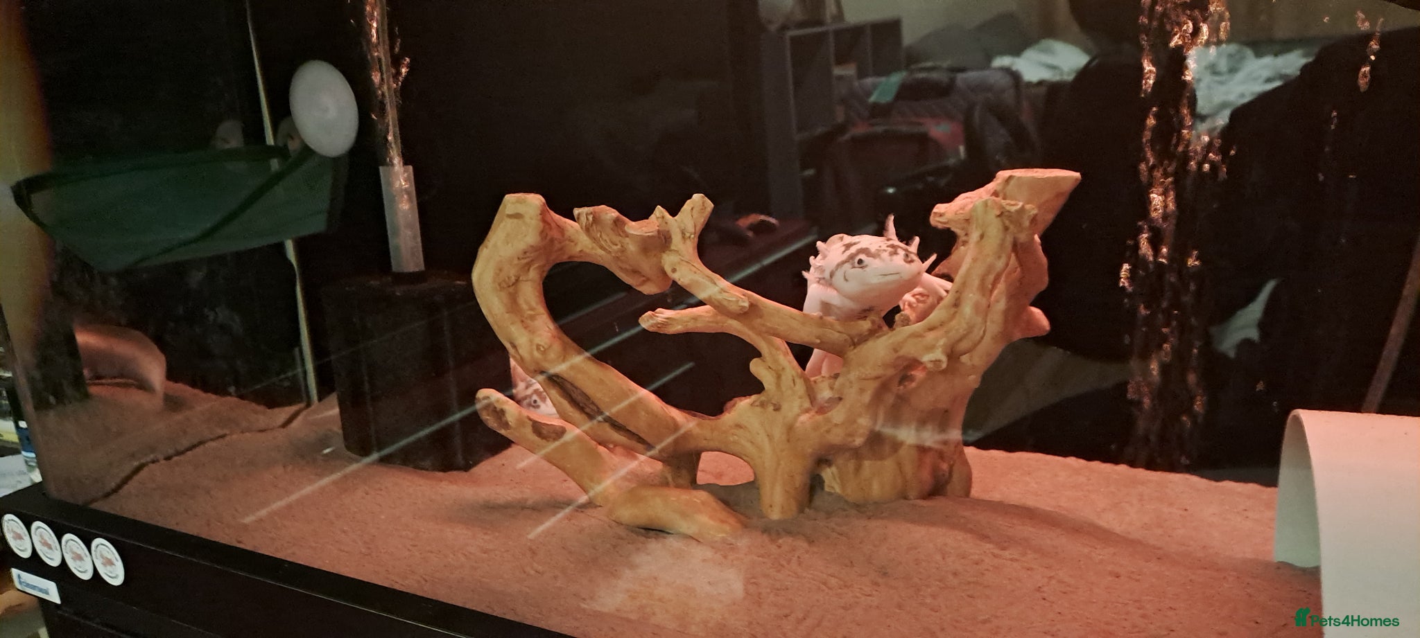 Axolotl reptiles for sale: 2 male dirty leisistic axolotls - Advert 6