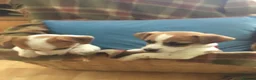 Jack Russell dogs for sale: 2 GORGEOUS JACK RUSSELL PUPS LOOKIN 4 FOREVER HOME - Advert 5