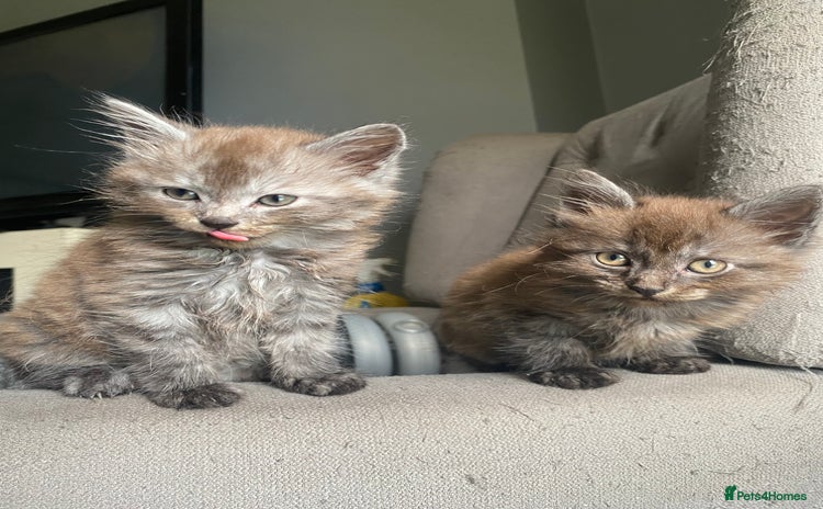 Mixed Breed cats - Advert 10