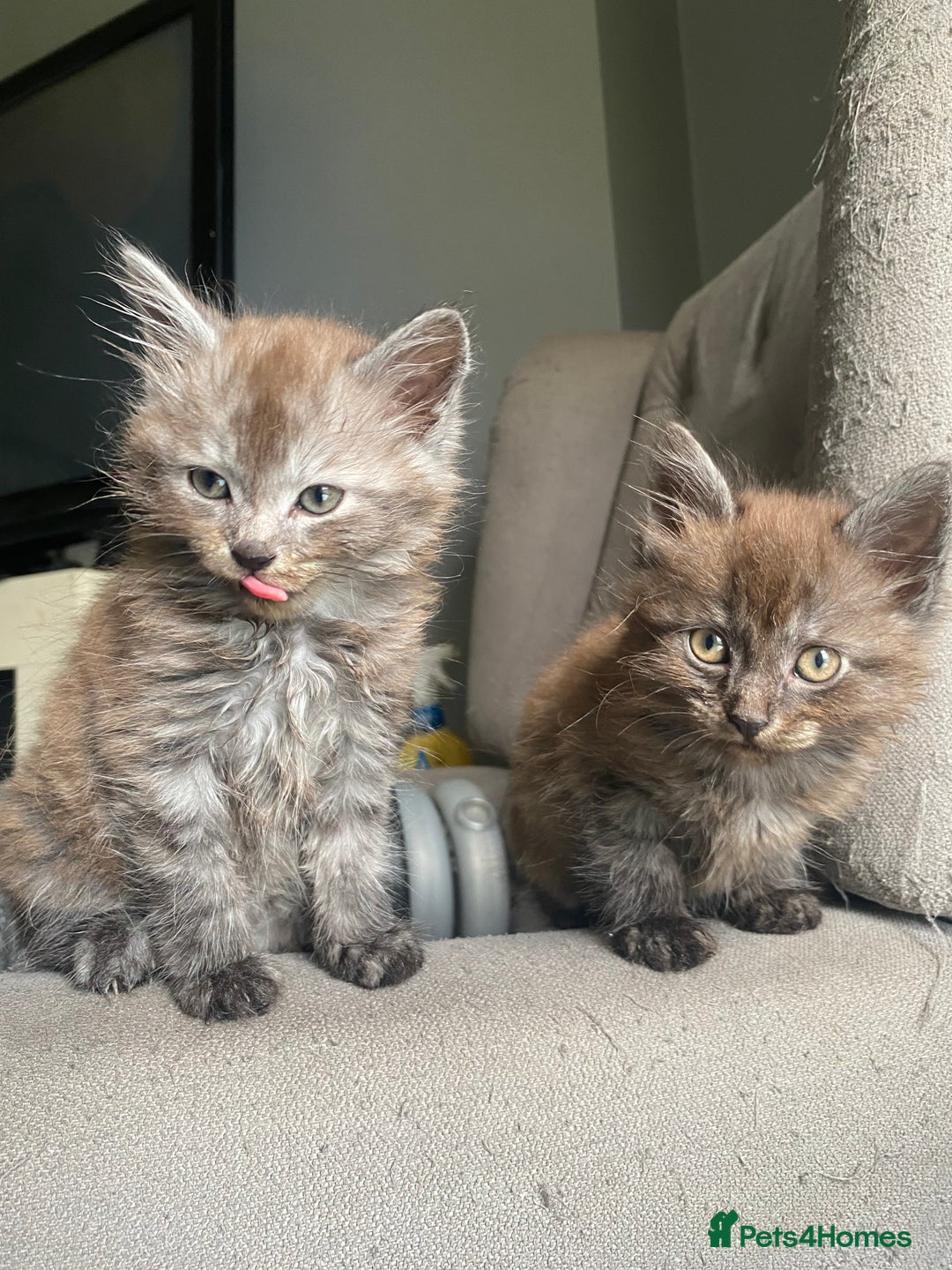 Mixed Breed cats for sale: 2 Fluffy female Kittens - Image 1