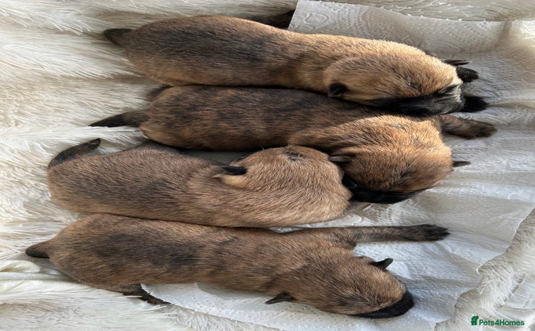 Cairn Terrier dogs - Advert 1