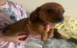 Dachshund dogs for sale: Outstanding dachshund puppies - Image 28