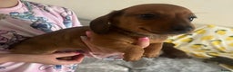 Dachshund dogs for sale: Gorgeous Isabella+tan little boy - Advert 28