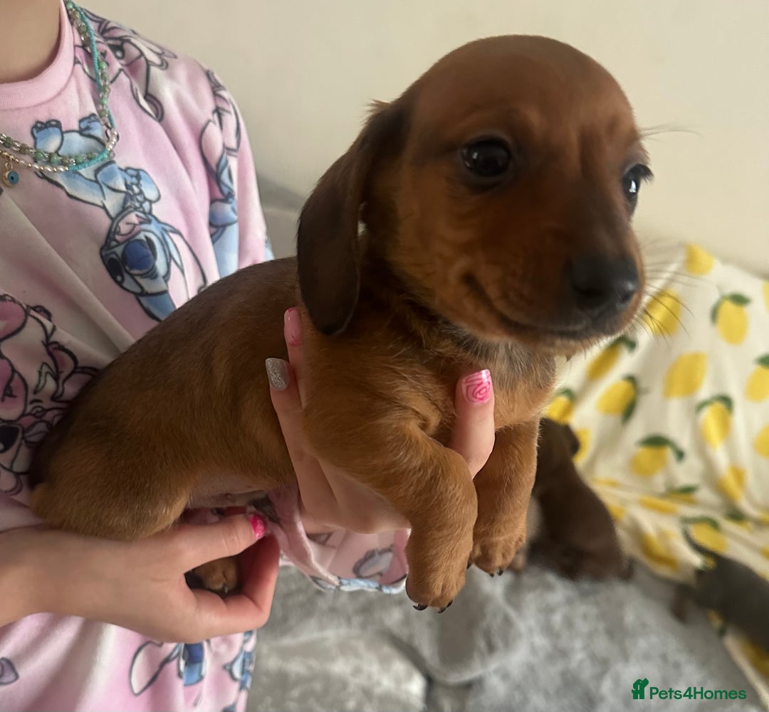 Dachshund dogs for sale: Outstanding dachshund puppies - Image 28
