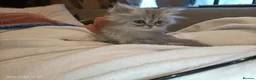 Persian cats for sale: Persian kittens  in Stoke-on-Trent - Advert 18
