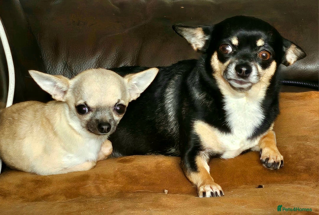 Chihuahua dogs for sale: Beautiful puppies.   - Advert 4