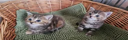 Mixed Breed cats for sale: Two adorable long fur kittens for sale in Telford - Advert 9