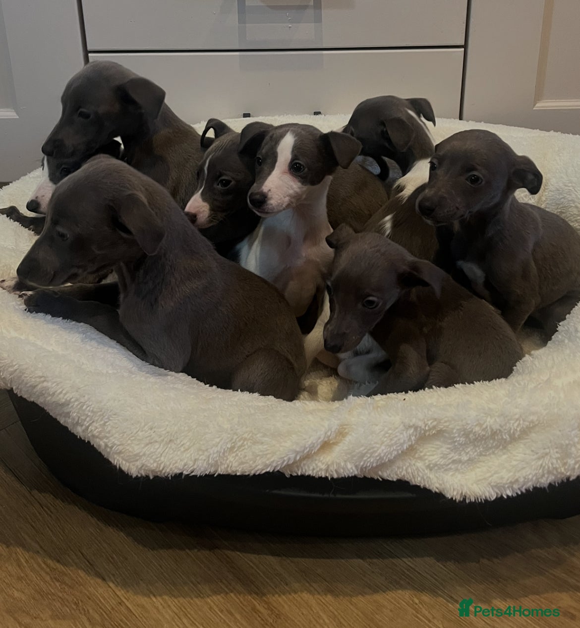 Whippet dogs Whippet  - Advert 1