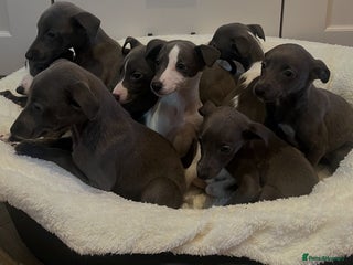 Whippet dogs Whippet - Advert 1