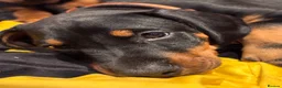 Dobermann dogs for sale: KC reg Dobie Pups | Two girls available - Advert 24
