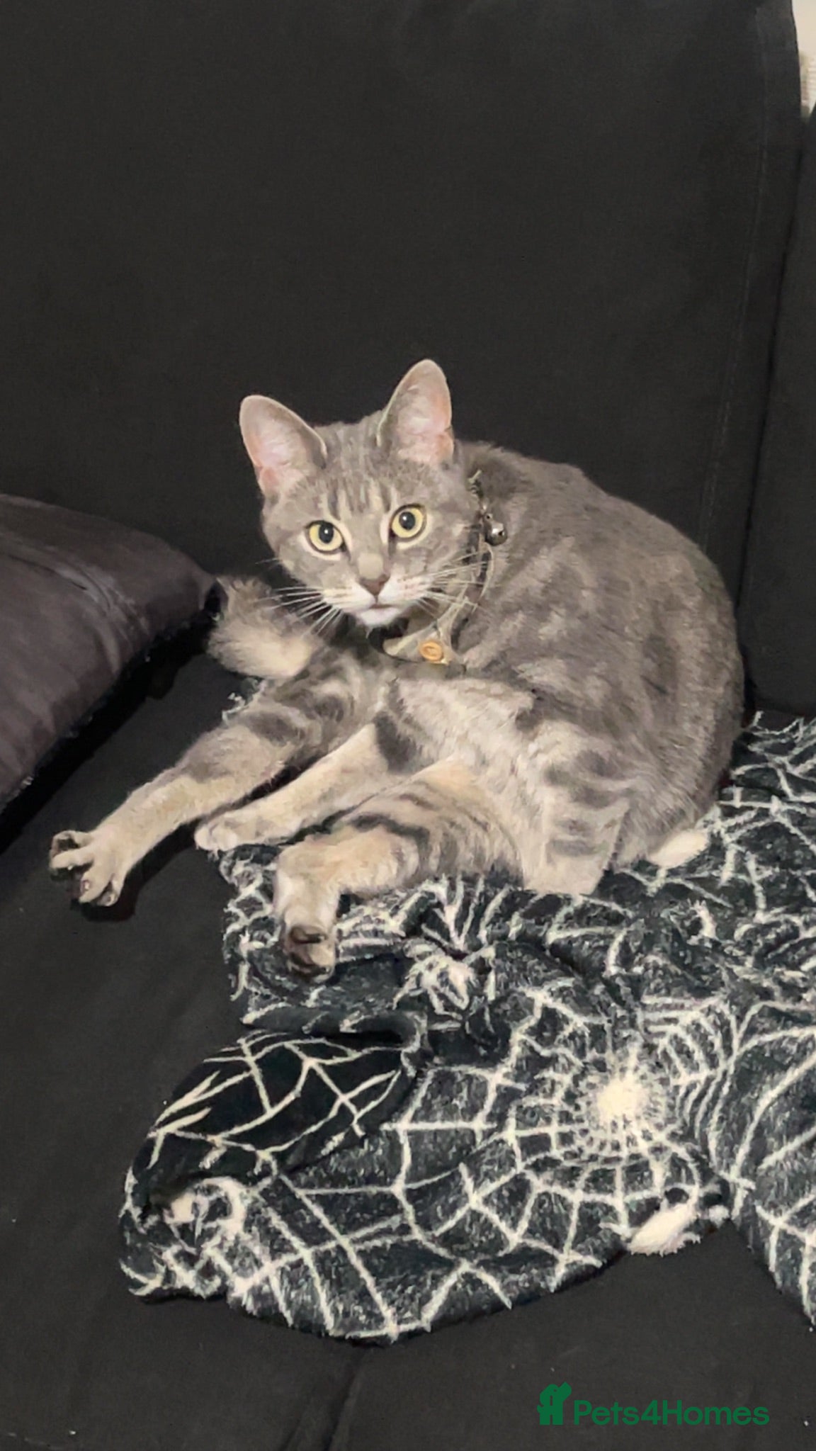 Mixed Breed cats Mixed breed 4 years female tabby - Advert 7