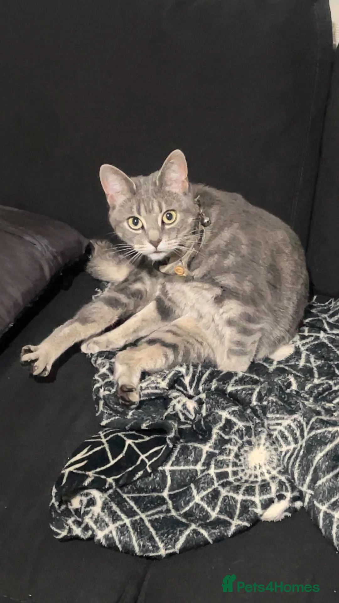 Mixed Breed cats for sale: Mixed breed 4 years female tabby in Larkhall - Advert 1