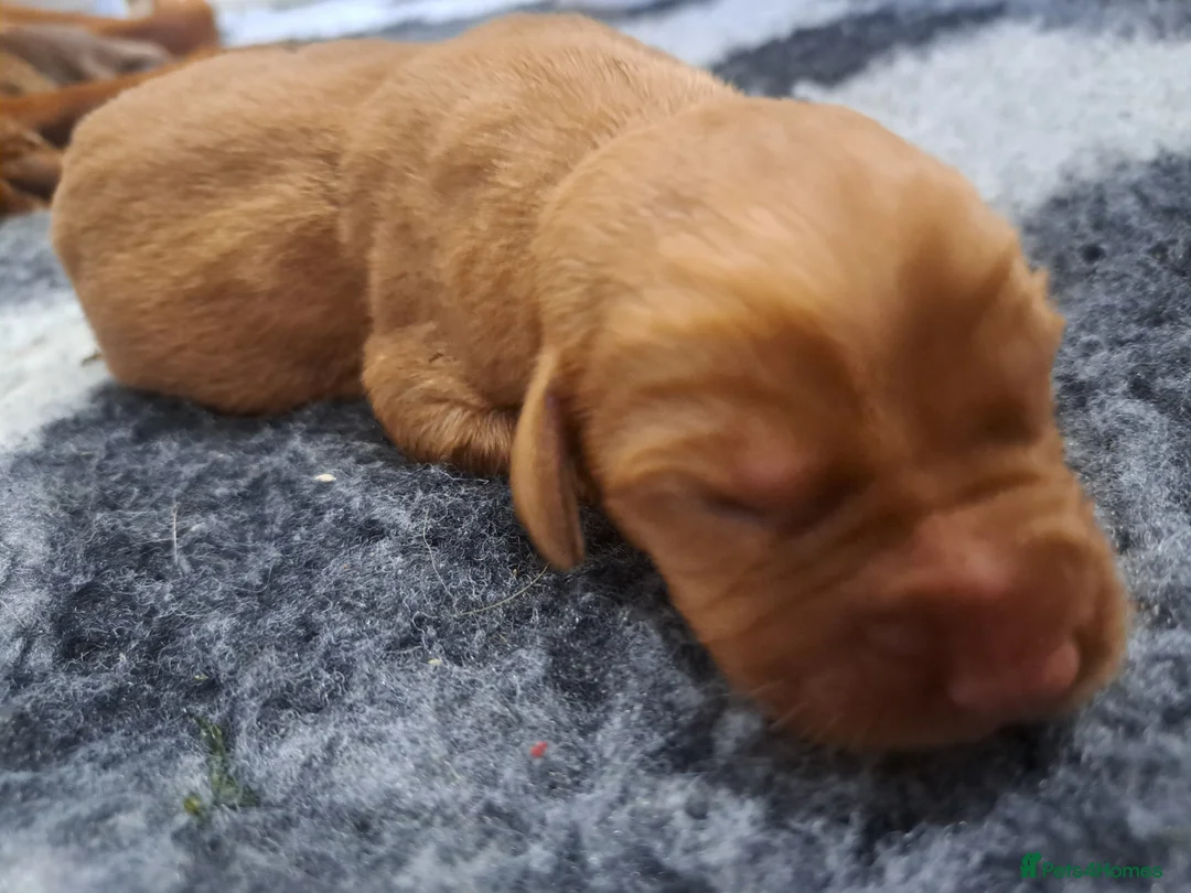 Labrador Retriever dogs for sale: Fox Red Pups in Chesterfield - Advert 1