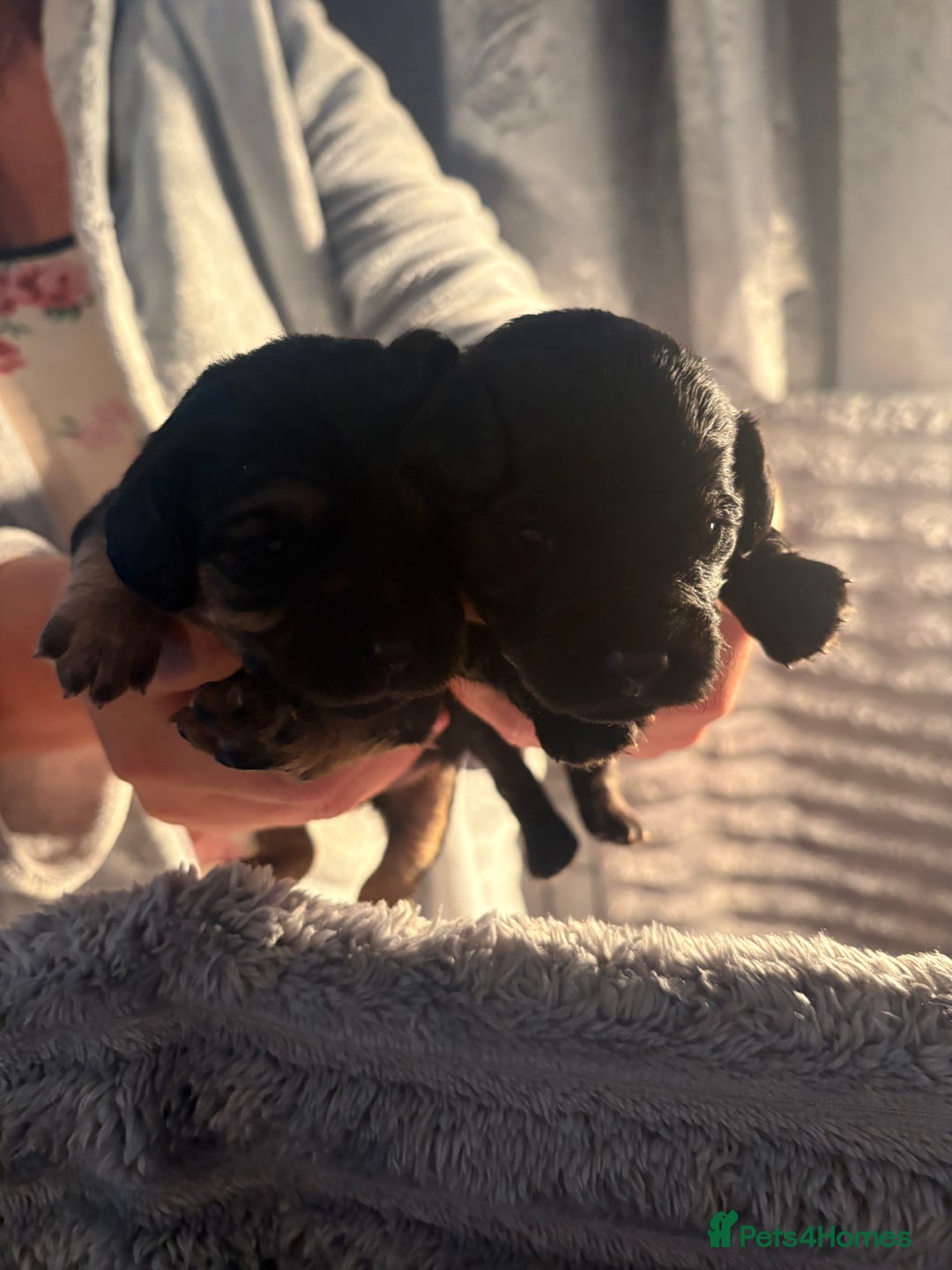 Cavapoochon dogs for sale: Cavapoochon puppies  - Image 2