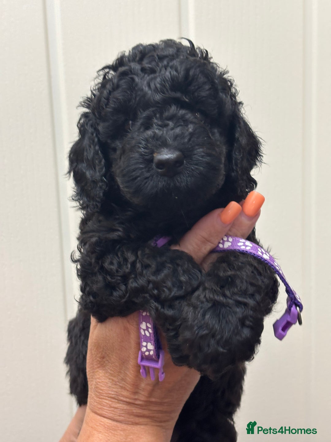 Cavapoo dogs for sale: ❤️ F1B CAVAPOOS 5* health checked ❤️ - Image 11