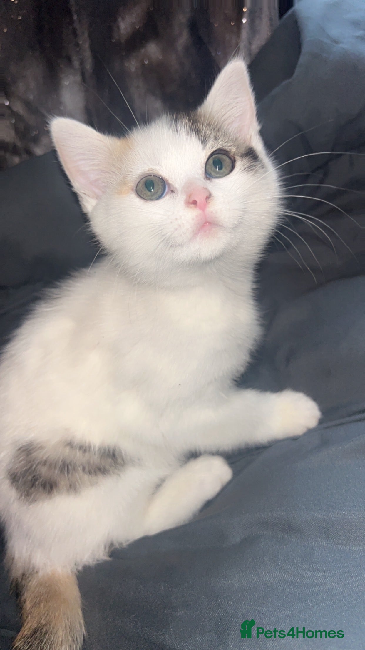 Mixed Breed cats Adorable Female Kitten - Advert 1