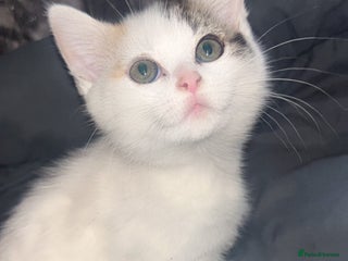 Mixed Breed cats Adorable Female Kitten - Advert 1