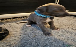 Whippet dogs for sale: excellent litter of Kc reg blue whippet puppies  - Image 8