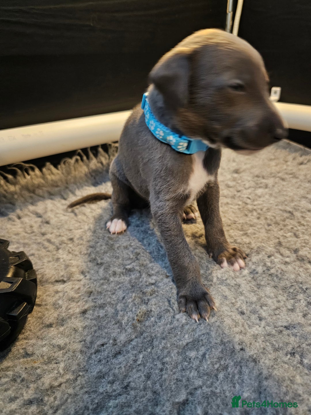Whippet dogs for sale: excellent litter of Kc reg blue whippet puppies  - Image 8
