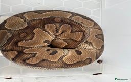Snake reptiles for sale: Royal python adults  - Advert 2