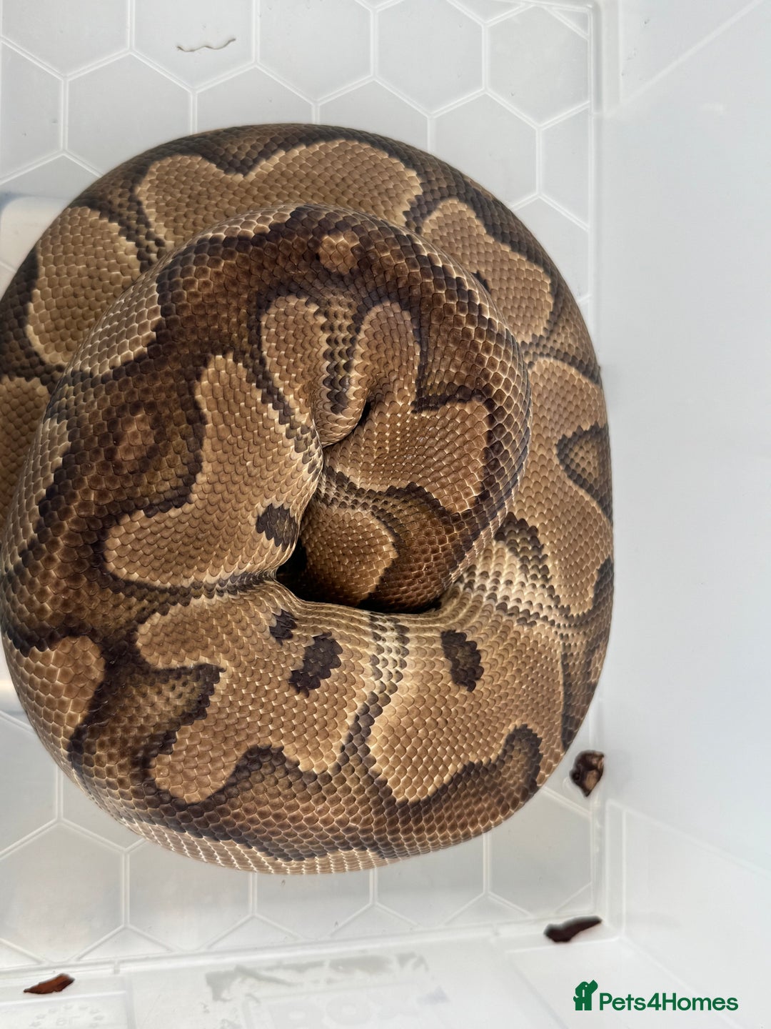 Snake reptiles for sale: Royal python adults  - Advert 2
