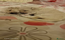 Maltese dogs for sale: Maltese puppies  - Image 3